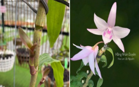 Xôn xao các buổi đấu giá Lan Đột Biến ủng hộ Quỹ phòng chống COVID19
